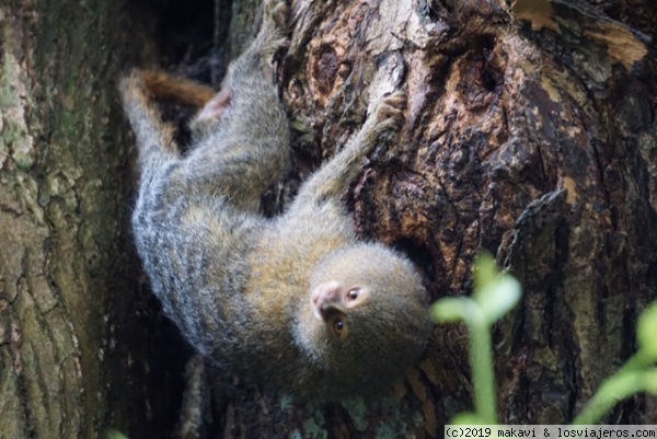 Mono Titi del Amazonas
Es una de las aproximadamente 20 especies de Mono Titi, que viven en la cuenca del Amazonas.
