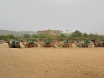 Camellos en Fuerteventura