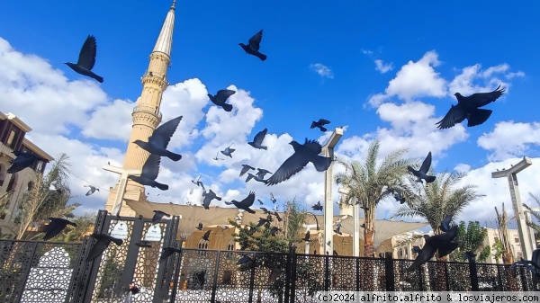 Palomas y Mezquita Al-Hussein - El Cairo
Palomas huyendo de los autobuses turísticos frente a la Mezquita Al-Hussein de El Cairo
