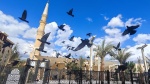 Palomas y Mezquita Al-Hussein - El Cairo