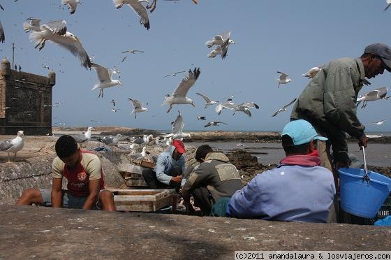 Limpiando la captura- Essaouria
Preciosa estampa de los pescadores de Esssaoria limpiando la pesca y las gaviotas esperando 