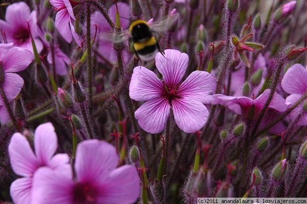 Opiniones Funchal en Portugal: Flora y fauna de Funchal-Madeira