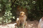 Macacos en libertad- Ouzoud
Macacos, Ouzoud, Camino, libertad, cascadas, pueden, observar, familias, monos, deambulando, foraneos, turistas