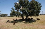 Cabras sobre árbol de argan