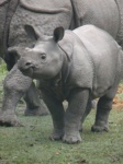 Chitwan Marzo 2011. Bebe Rino.
Chitwan, Safari, Nepa, Rinoceronte