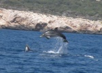 Delfines en libertat