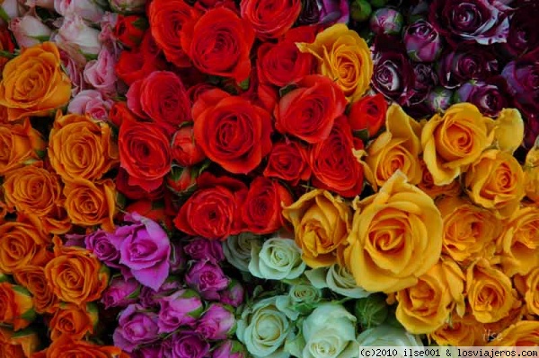 Rosas de colores.
Paseando por Tallin vimos unos puestos de flores. No pude evitar fijarme en el colorido de las rosas.
