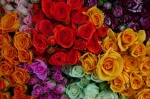 Rosas de colores.