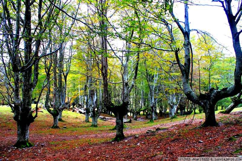 Opiniones España 2024: Arboles en el Gorbea