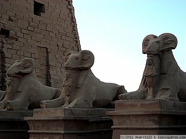 Esfinges en el templo de Luxor
El templo de Luxor, situado en el corazón de la antigua Tebas, fue construido esencialmente bajo las dinastías XVIII y XIX egipcias. Estaba consagrado al dios Amón bajo sus dos aspectos de Amón-Ra. Las partes más antiguas actualmente visibles remontan a Amenofis III y a Ramsés II.
