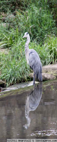 Garza
Una garza en Luxemburgo
