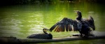 Cormoranes, usados para pescar