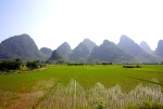 Rice field in Guilin