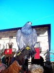 Halconero mostrando a su halcón en el Mercado Medieval de Balmaseda
Balmaseda
