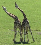 Giraffes Cabarceno