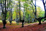 Trees in the Gorbea