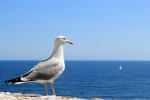 Gaviota mirando al velero en Castro