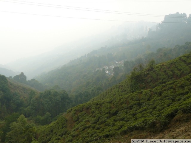 Viajar a  India: Darjeeling - campos de te (Darjeeling)
