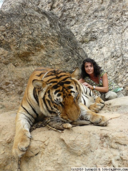 Tigres
Fuimos a visitar el Tiger Temple. es impresionante. Hay unos tigres realmente grandes. Mucha gente, pero una esperiencia.
