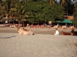 Vaca en la playa
Arambol
