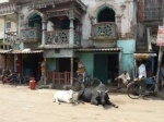 vacas en la calle, Puri