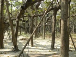 Banian Tree
Calcuta
