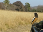 pájaro en coche