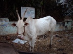 fauna in Hampi