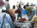 pescadores de sepias
Cochin