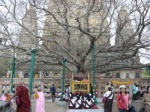 Bodh Tree
Bodh Gaya