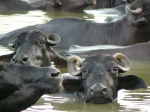 bufalos en el Ganges
Varanasi