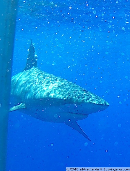 Tiburón desde la jaula
Viendo tiburones desde la jaula con Hawai shark encounters
