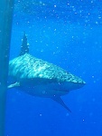 Tiburón desde la jaula