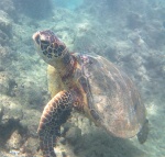 Tortuga en Hanauma Bay. Honolulú. Hawai