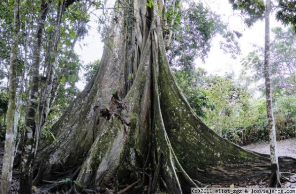 ceiba de 500 años
pasamos por ella en una caminata por la selva amazonica
