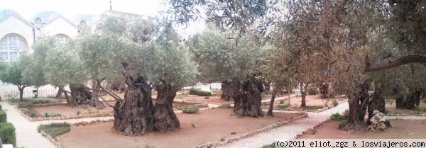 olivos de Getsemaní
