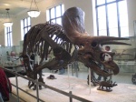 triceratops