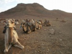 camellos del desierto de...