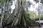 ceiba de 500 años
ceiba, años, pasamos, ella, caminata, selva, amazonica