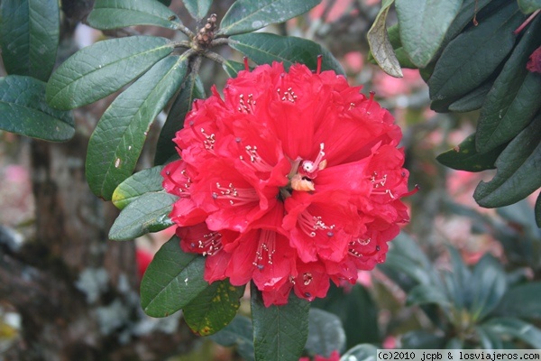 Flor de Rododendro
Belleza espectacular la de la flor del Rododendro, los tailandeses la llaman Rosa de los 1000 años
