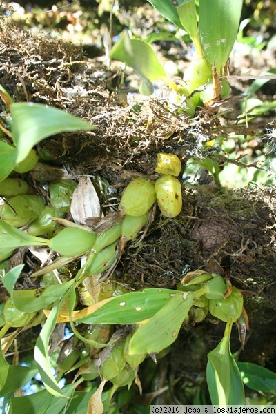 Orquidea salvaje
Esta es una orquidea salvaje, pero raramente florecen estas orquideas porque las condiciones que se han de dar para su florecimiento son difíciles de conseguir.
