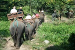 Paseo en Elefante
Paseo, Elefante, Chiang, atracciones, campamento, elefantes, paseo, lomos, elefante, impresionante, pero, recomendado, para, gente, problemas, espalda