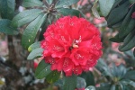 Flor de Rhododendron