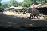Elefantes futboleros