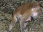 Mono con cría