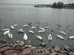 Lago Balaton en Keszthely