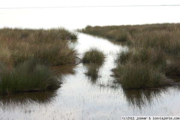 Marisma
Parque Nacional Doñana. Marisma
