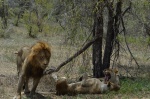 El Rey del Kruger
Kruger, Leones, parque