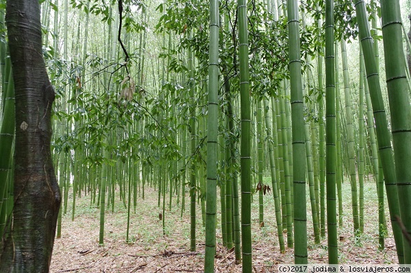 ARASHIYAMA
Bosque de bambú.
