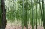 12/09 KYOTO, bosque de bambú de Arashiyama, tren de Sagano y mas Kyoto